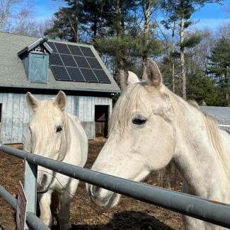 solar and horses