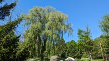willow tree