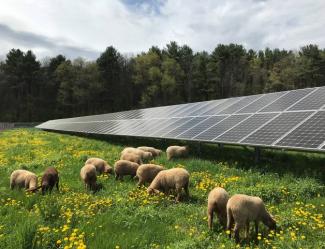 Sheep grazing by solar panels
